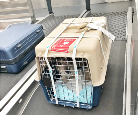 乌海宠物托运 宠物托运公司 机场宠物托运 宠物空运